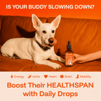 TryKittoLab Daily Dog Supplement