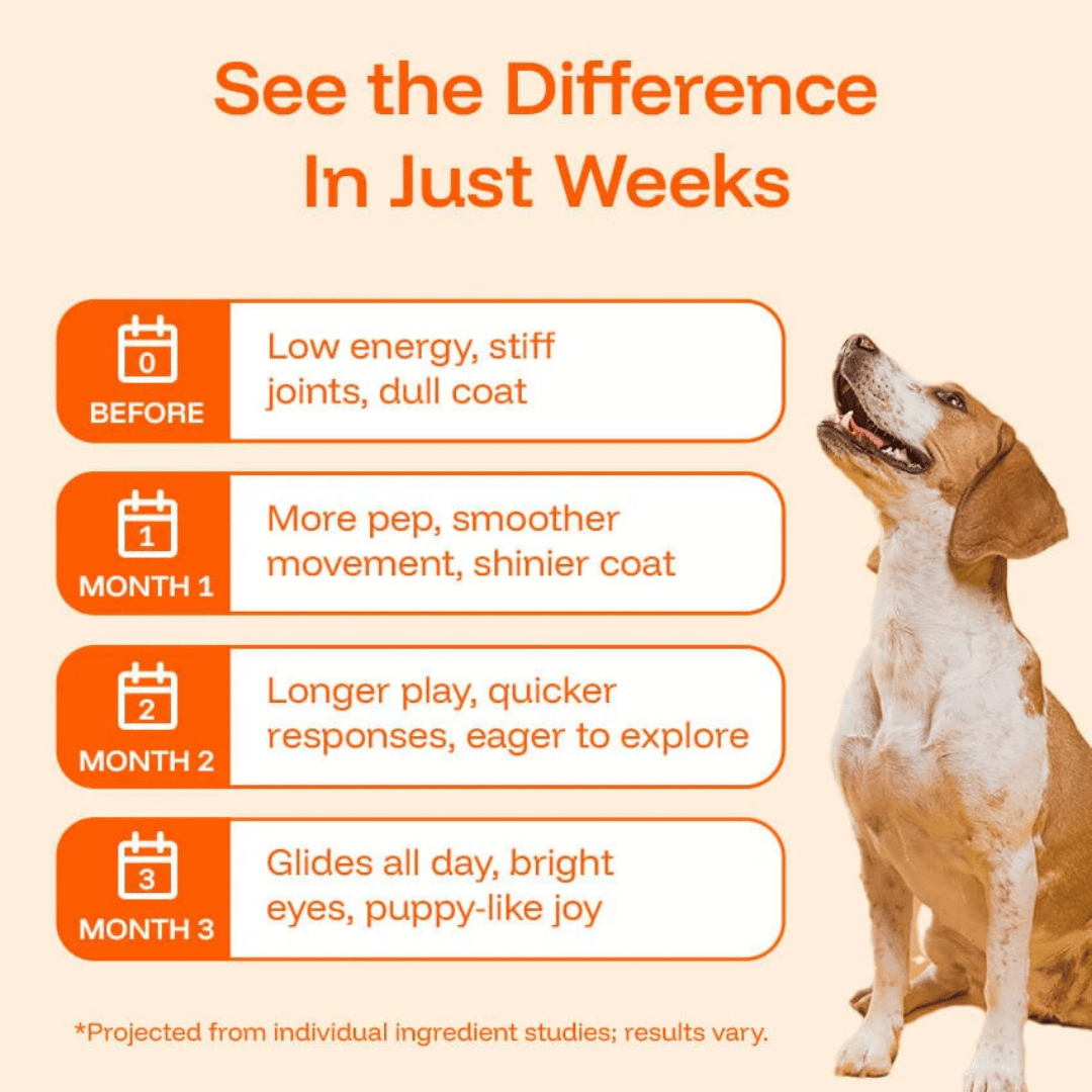 TryKittoLab Daily Dog Supplement