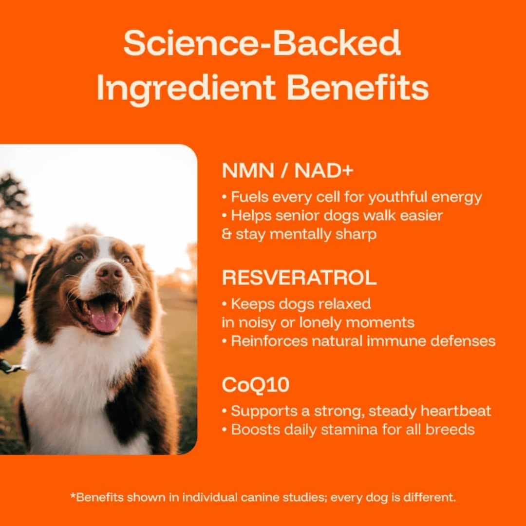 TryKittoLab Daily Dog Supplement