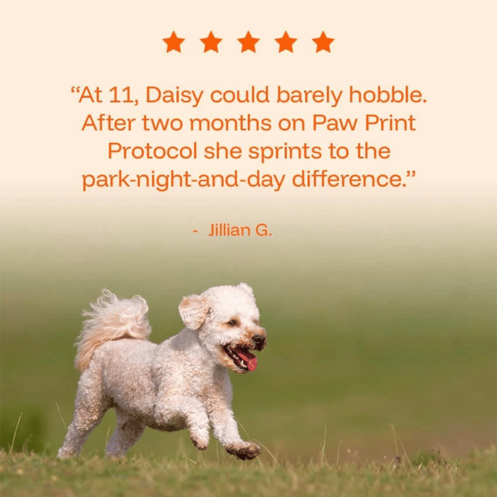 Daily Dog Supplement