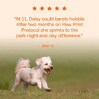 TryKittoLab Daily Dog Supplement